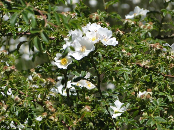 White Wild Roses